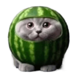 xmerfo