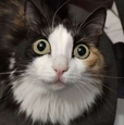 RTUTLOL
