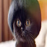 abdoosamy_