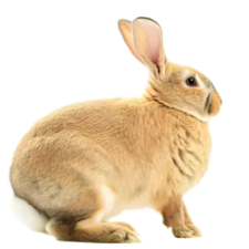 JosatinhoSaatana