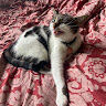 abdul ganesh