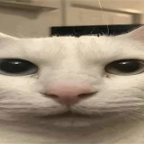 yUanyo234