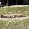 Oliwier_PRO22222
