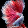 Fish Account