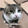 gato fino