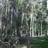 Druggy