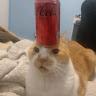 niko12390