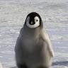 Artic Penguin