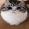 the_kotuk